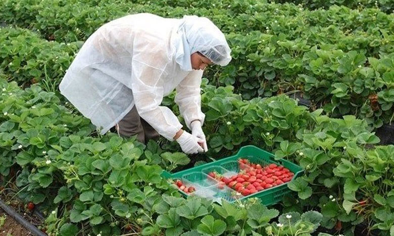 إسبانيا تستقبل أزيد من 12 ألف عاملة موسمية مغربية