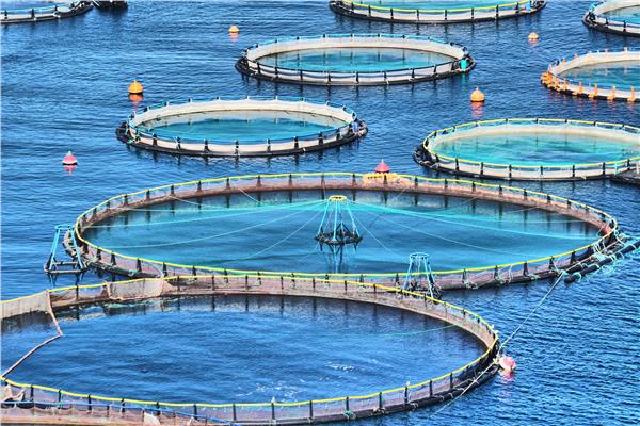 برلماني إسباني يُطالب حكومته بهدم مزرعة الأسماك المغربية