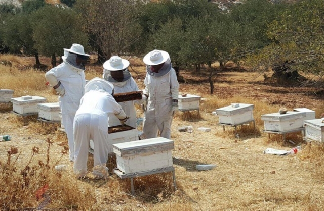 اختفاء طوائف النحل.. ظاهرة غير مسبوقة بالمغرب و”أونسا” تستبعد فرضية المرض