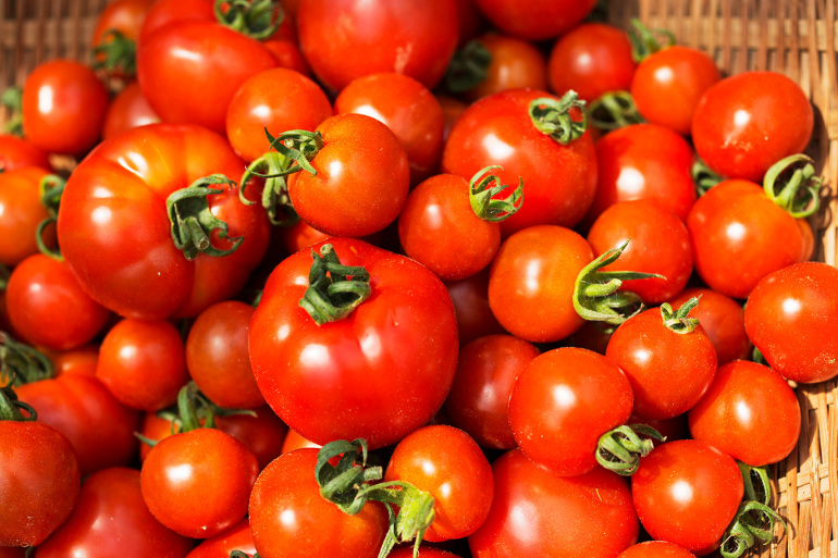 بايتاس: تصدير الطماطم إلى الخارج رفع أسعارها في المغرب وستنخفض خلال يومين 