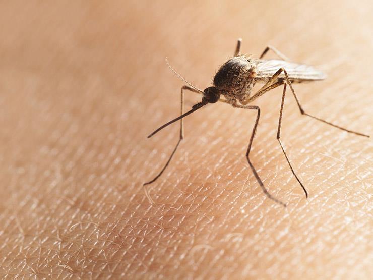 منظمة الصحة تحذر: فيروس جديد تنقله الحشرات يمكن أن يؤدي إلى وباء عالمي