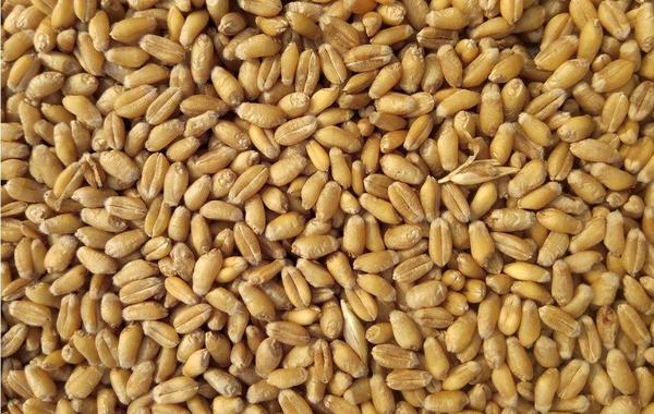المخزون الوطني من القمح يتراجع إلى 4 أشهر والحكومة تعد بـ"الصمود"