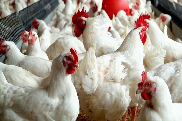تحسبا لقدوم مغاربة العالم وإقامة الأعراس … إرتفاع أسعار الدجاج بشكل كبير !