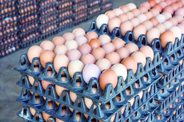 أسعار البيض تقفز إلى مستويات قياسية بفعل الاحتكار وغياب المنافسة