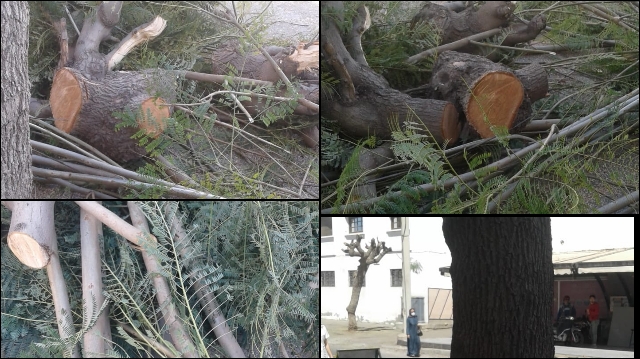 منظمة بيئية تستنكر إجتثاث العشرات من الاشجار بأكادير