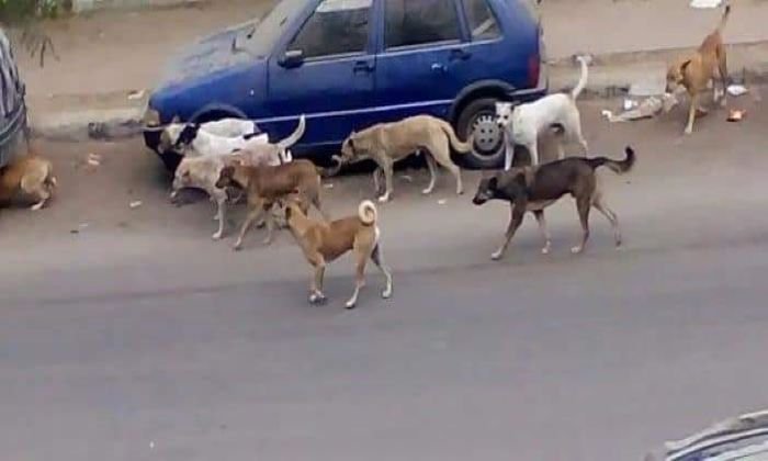 الكلاب الضالة تؤرق سوق تيوغزة سيدي افني.. والمسؤولون يعدون بإطلاق الإخصاء