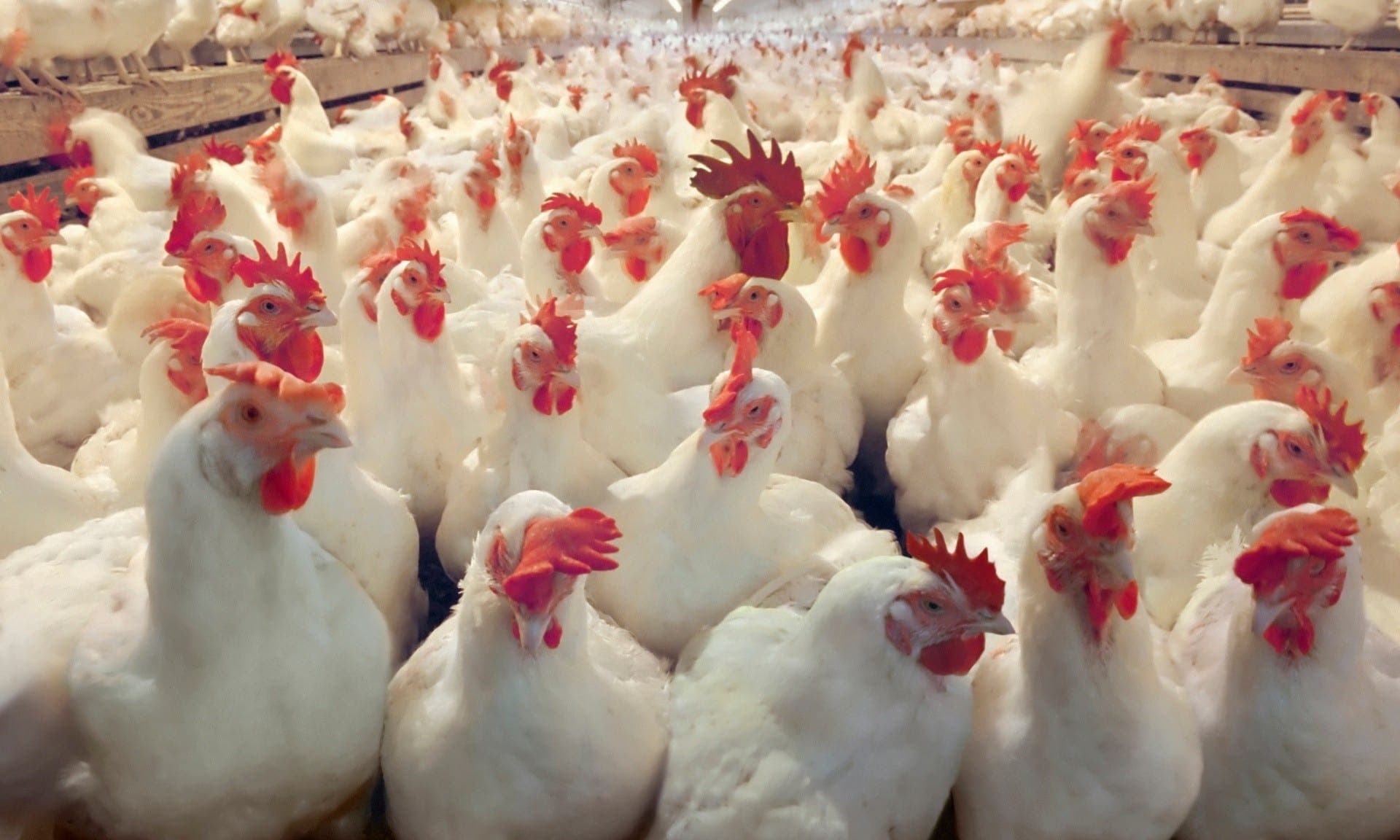 بثمن فاق 28 درهم ،أسعار الدجاج تقفز إلى مستويات قياسية بالمغرب