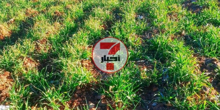 القمح ينمو بشكل جيد بدوار “أيت أخلال” بفضل الأمطار الغزيرة بجماعة تفروين في إقليم الحسيمة