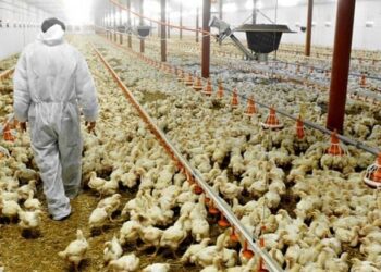 مربو دجاج اللحم بالمغرب: هناك تواطؤ مكشوف بين سماسرة الفلوس وبعض المحاضن… والوزارة غائبة