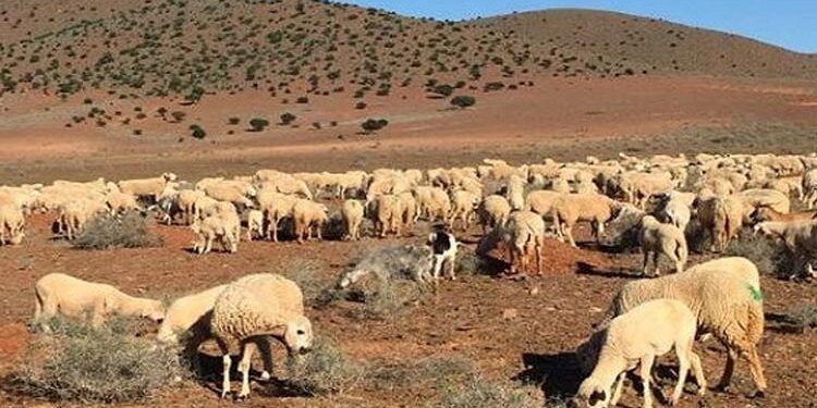 تحديات هجوم قطعان الماشية على أملاك ساكنة املو والقرى المجاورة تأثيراتها هل من سبل للتصدي لها