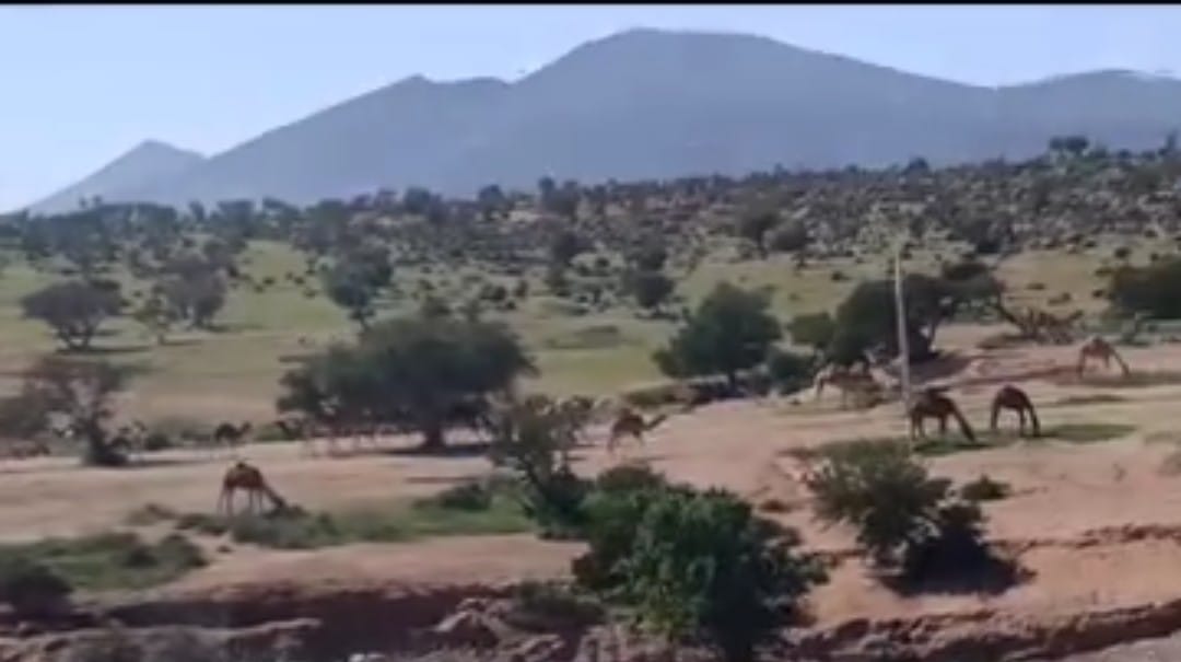 جريمة بيئية بصمت رسمي… حين تتحول حماية شجرة الأركان إلى مجرد شعار