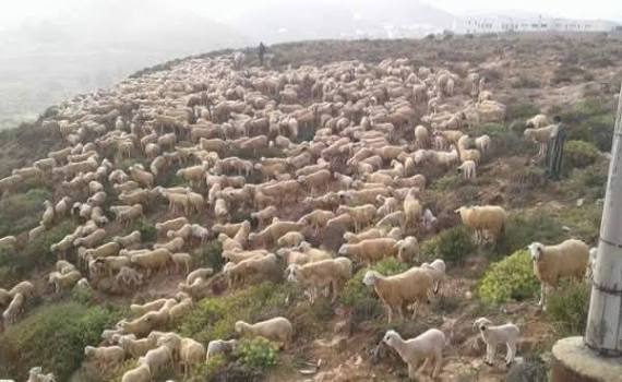 بيان استنكاري حول استمرار اعتداءات الرعي الجائر على أراضي قبائل أيت باعمران بسيدي إفني
