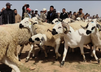 إقبال متزايد على ضيعات تربية المواشي بالمغرب لاقتناء أضاحي العيد هربا من المضاربة وارتفاع الأسعار 🐑