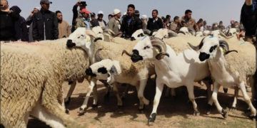 إقبال متزايد على ضيعات تربية المواشي بالمغرب لاقتناء أضاحي العيد هربا من المضاربة وارتفاع الأسعار 🐑