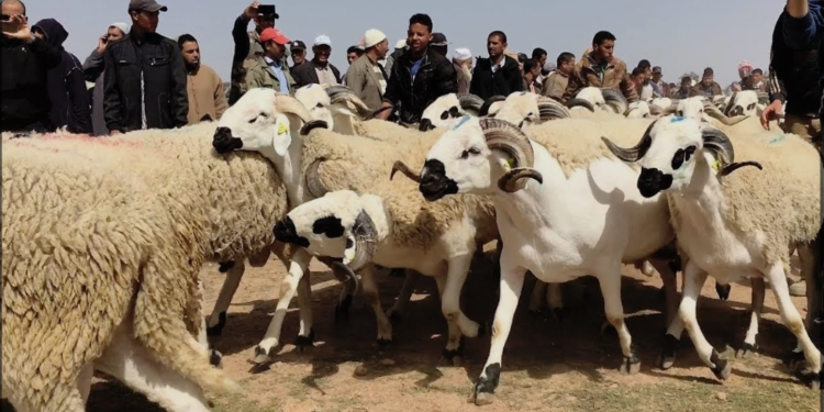 إقبال متزايد على ضيعات تربية المواشي بالمغرب لاقتناء أضاحي العيد هربا من المضاربة وارتفاع الأسعار 🐑