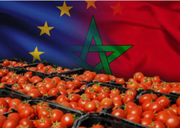 صعود الطماطم المغربية في الأسواق الأوروبية يشعل المنافسة مع المنتجين المحليين