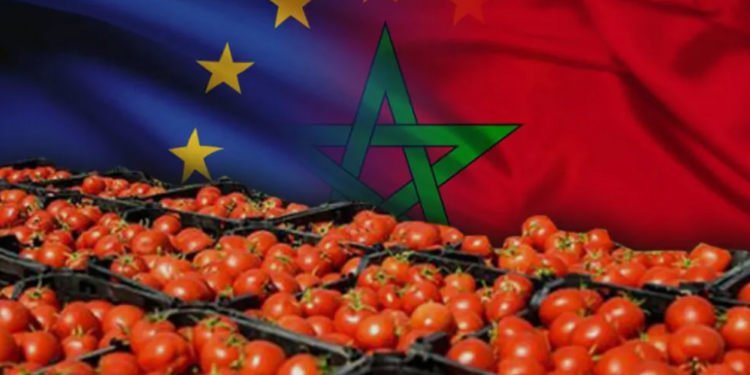 صعود الطماطم المغربية في الأسواق الأوروبية يشعل المنافسة مع المنتجين المحليين
