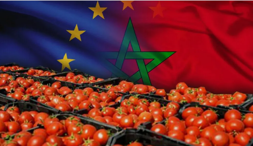 صعود الطماطم المغربية في الأسواق الأوروبية يشعل المنافسة مع المنتجين المحليين