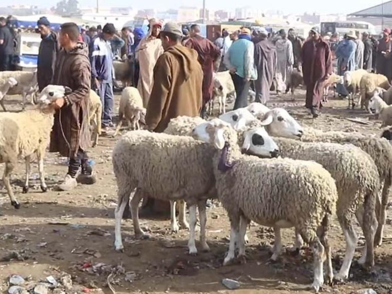إنزكان: وعاء عقاري جديد لتنظيم سوق الأضاحي وتخفيف الاكتظاظ