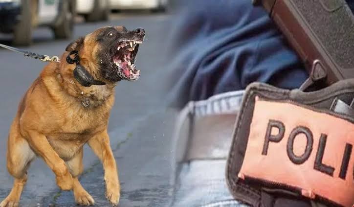 استعمال السلاح الوظيفي بأزرو لتوقيف شخص هدد الشرطة بسلاح أبيض وكلب شرس
